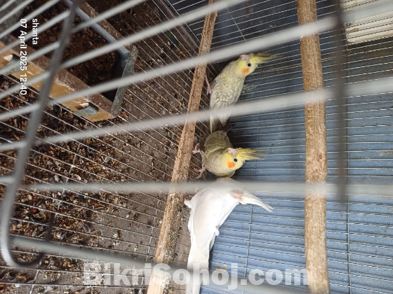 ককাটেল মাষ্টার পেয়ার ও বেবী